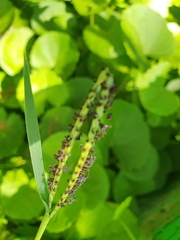 Paspalum distichum