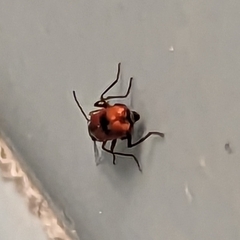 Anthocomus equestris