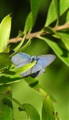Eirmocides margarita