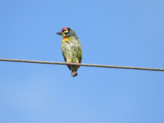 Psilopogon haemacephalus indicus