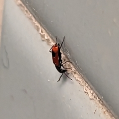 Anthocomus equestris