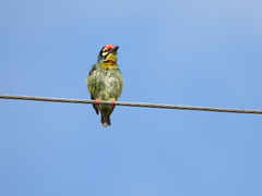 Psilopogon haemacephalus indicus