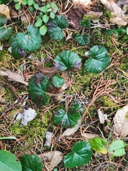 Rubus pumilus