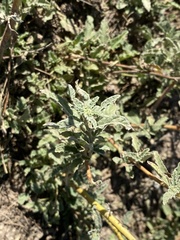 Sphaeralcea angustifolia