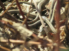 Thamnophis sirtalis concinnus