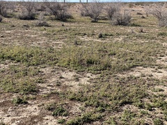 Sphaeralcea angustifolia