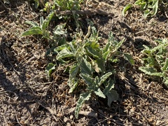 Sphaeralcea angustifolia