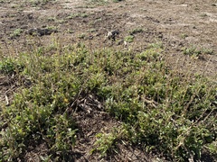 Sphaeralcea angustifolia