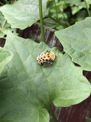 Aspidimorpha miliaris