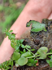 Callitriche cophocarpa