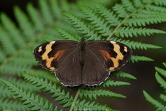 Chonala praeusta