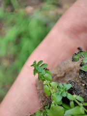 Callitriche cophocarpa