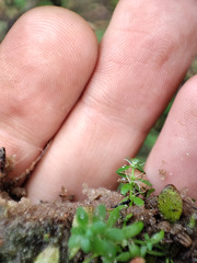 Callitriche cophocarpa