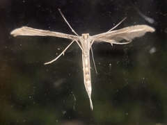 Pterophoroidea