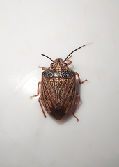 Antiteuchus