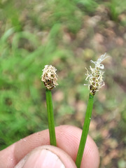 Eleocharis mamillata