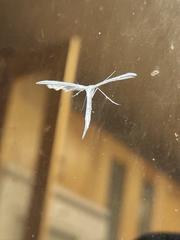 Pterophoroidea