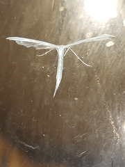 Pterophoroidea