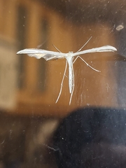 Pterophoroidea