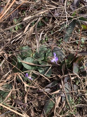 Viola villosa