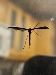 Pterophoroidea