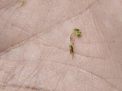 Eleocharis mamillata