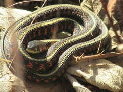 Thamnophis sirtalis concinnus