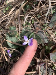 Viola villosa