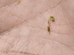 Eleocharis mamillata