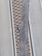 Melanerpes formicivorus