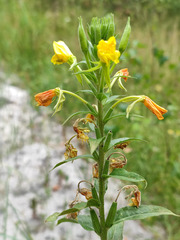 Oenothera