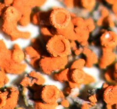 Xanthomendoza trachyphylla