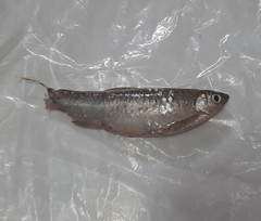 Rasbora aprotaenia