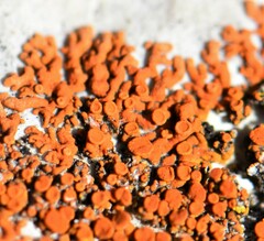 Xanthomendoza trachyphylla