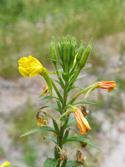 Oenothera
