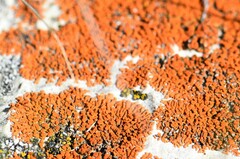 Xanthomendoza trachyphylla