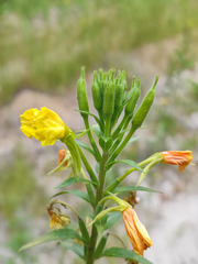 Oenothera