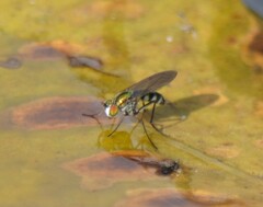 Plagioneurus univittatus