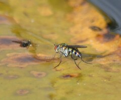 Plagioneurus univittatus