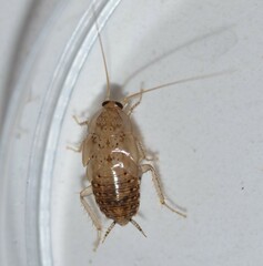 Pseudophyllodromiinae