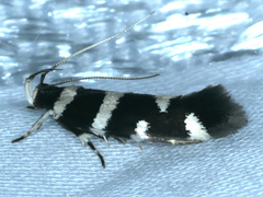Macrobathra arrectella