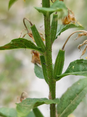 Oenothera