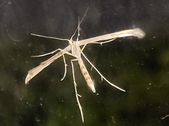 Pterophoroidea