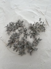 Abronia angustifolia