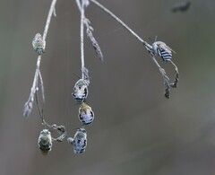 Amegilla cingulata