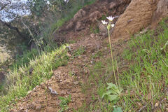 Primula clevelandii