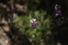 Monnina linearifolia