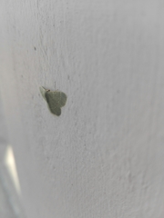 Chlorochlamys chloroleucaria