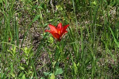 Lilium philadelphicum