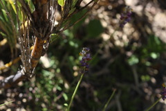 Monnina linearifolia